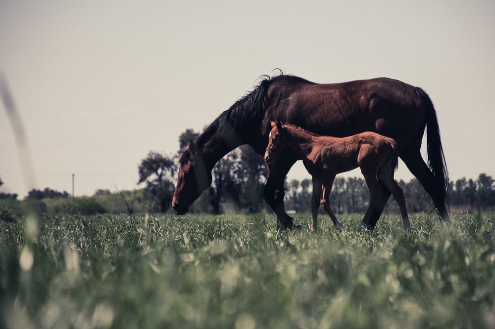 Wild Horses