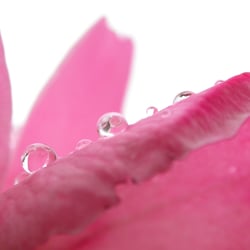 Closeup Rose