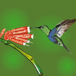 Kolibri