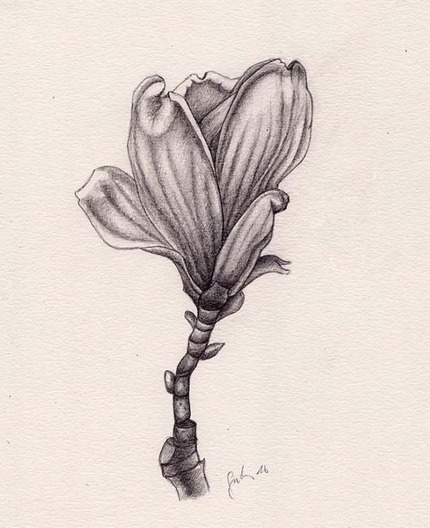 MAGNOLIE