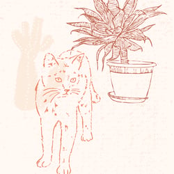 Island Cat