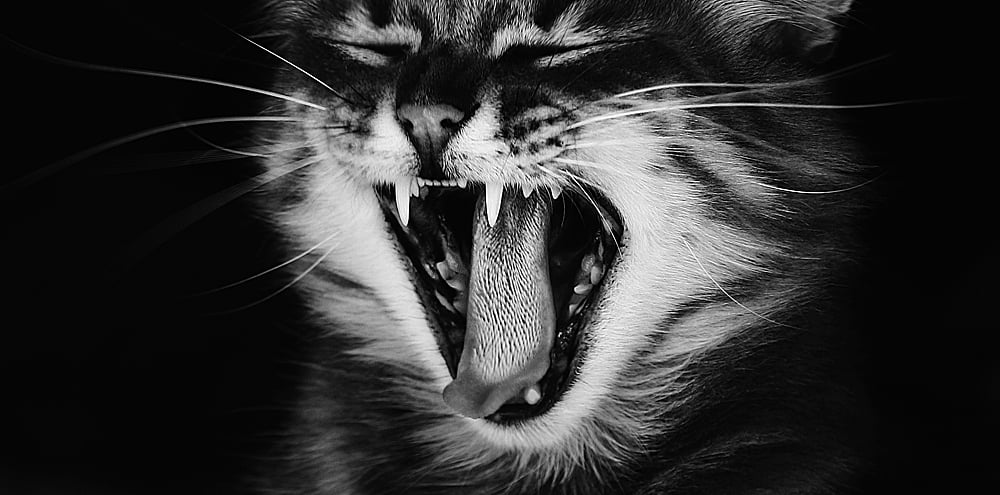 Katze