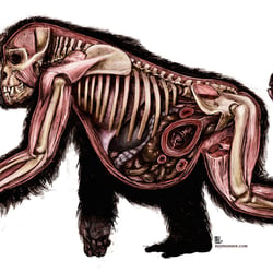 benrennen-com-gorilla-015