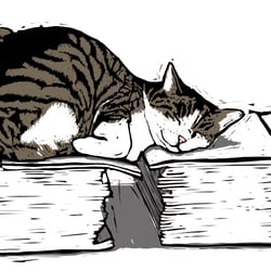 Katze