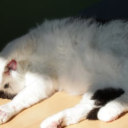 Bastet the Cat 2012 Teil 06