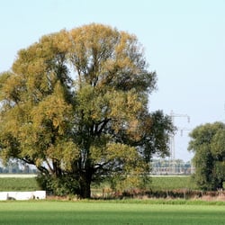 Elefantentron im Oktober 2