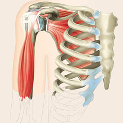 Physiologie der Schulter