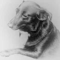 Hund