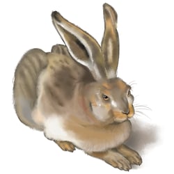 dürer hase