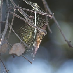 Spinnennetz