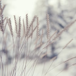 PSW – Frozen Wheat