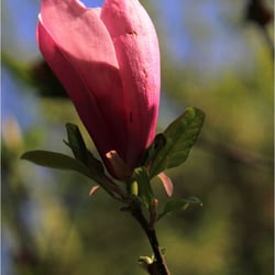 Flowerpower