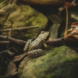 Laubfrosch