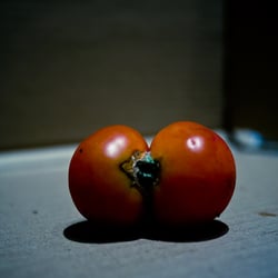 siamese tomatoes