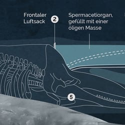 Pottwal Infografik 02