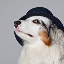 Australian Shepherd