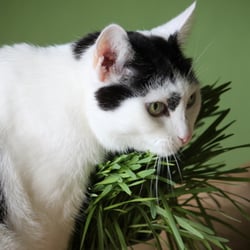 Bastet the Cat 2012 Teil 04