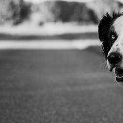 hund6