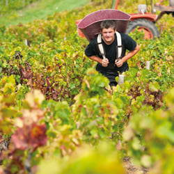 Food – Meine Weinlese in Frankreich