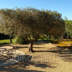 Finca de piedra en Benissa