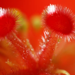 Hibiskus