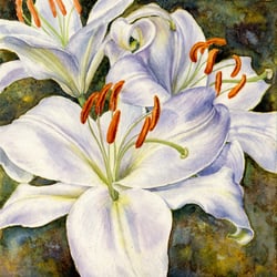 weiße Lilien – Aquarell
