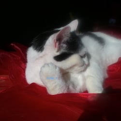 Bastet in Red No 07