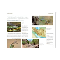 Buch Odonata Persica – Libellen des Iran
