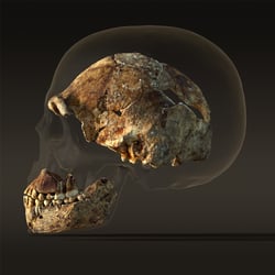 Homo Naledi