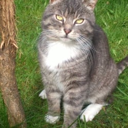 Cat and Nature 13