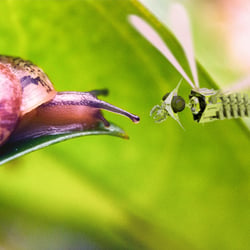Mech DragonFly Snail