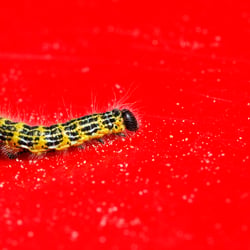 Ich seh`rot!