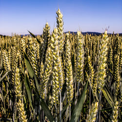 Kornfeld