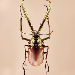 Bug #1