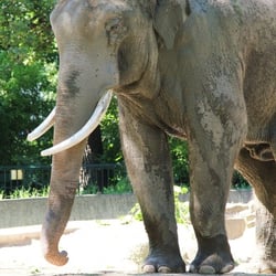 Asiatischer Elefant