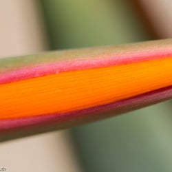 Blumenbild (4 von 60)