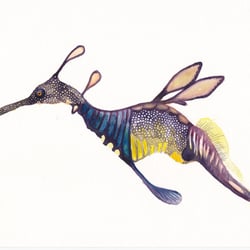 Fetzenfisch