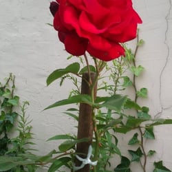 Natur 2012 Blumen Rosen