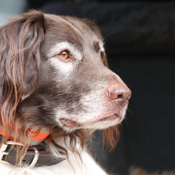 kleiner Münsterländer