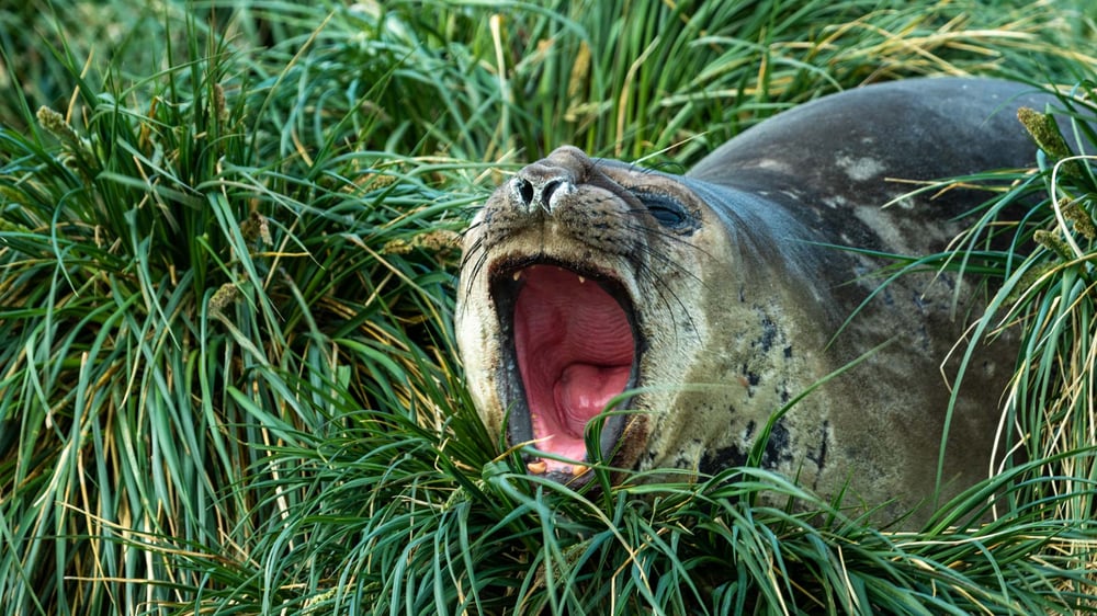 content content