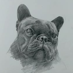 bild dog 29 09 2025