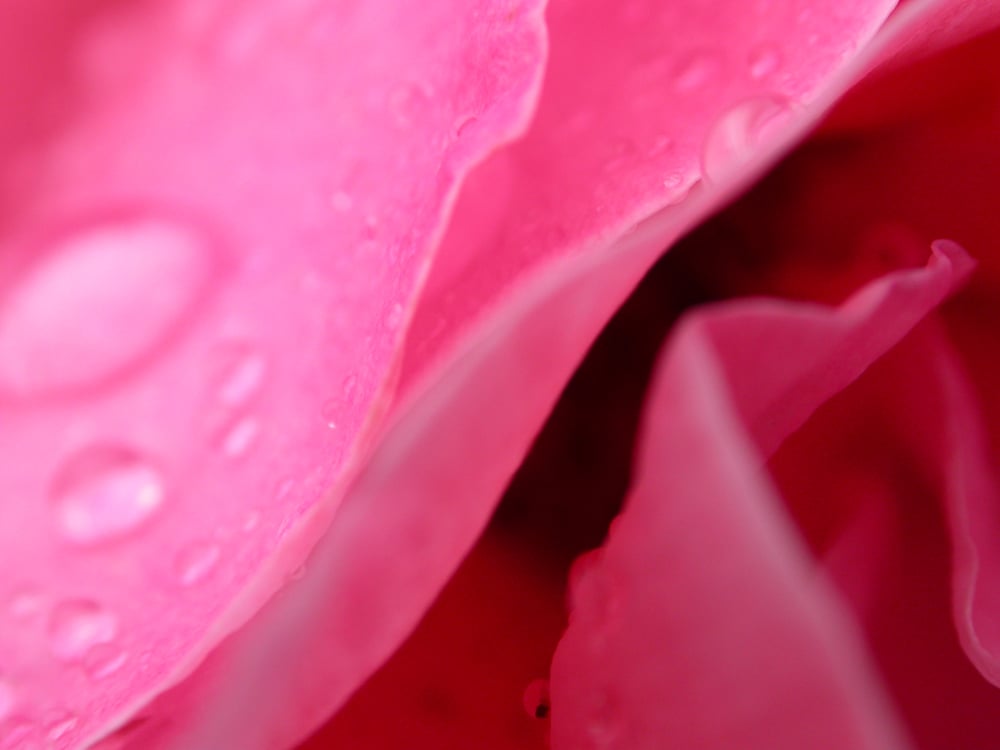 Closeup Rose