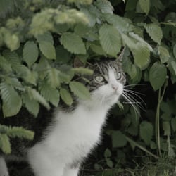 Cat 2014 Foto Übung