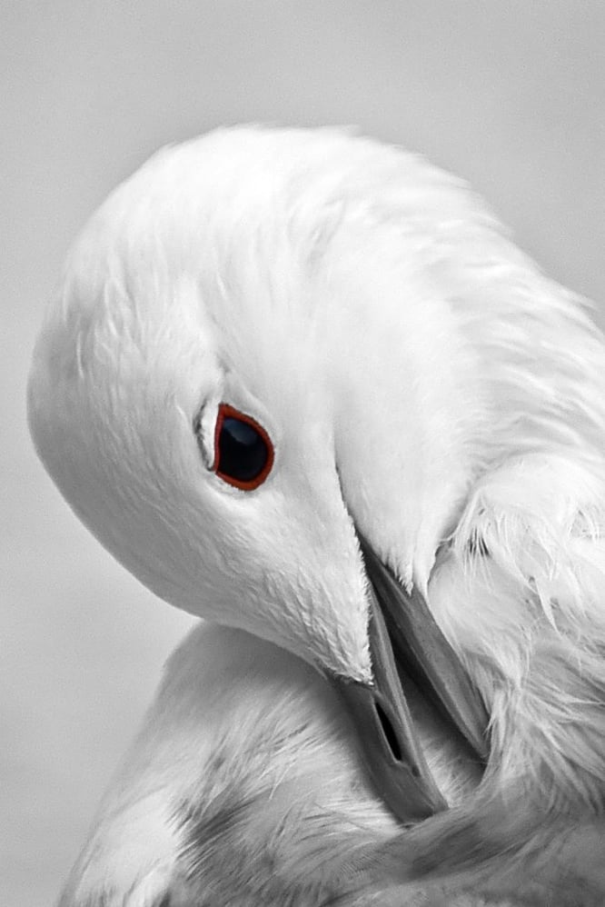 Weißer Vogel
