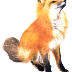 Fuchs