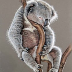 Koala Sleep