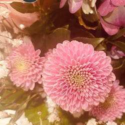 Flower Power / 2022