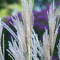 Gras