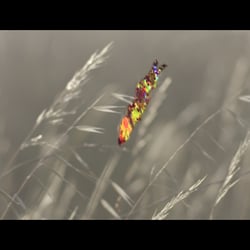 VSBD_5