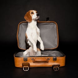 Beagle